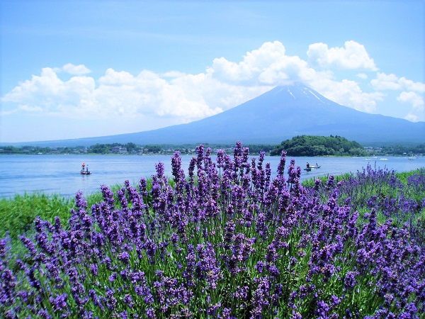 le-hoi-fuji-kawaguchiko