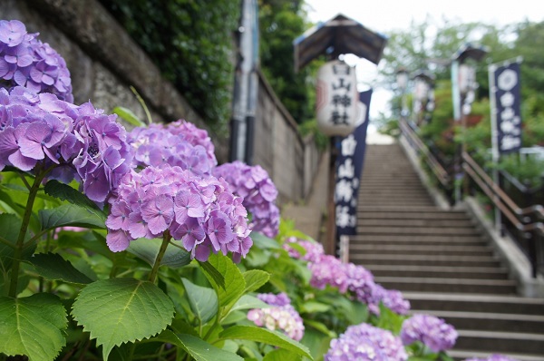 le-hoi-hoa-cam-tu-cau-bunkyo