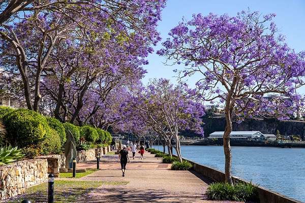 hoa-phuong-tim-brisbane