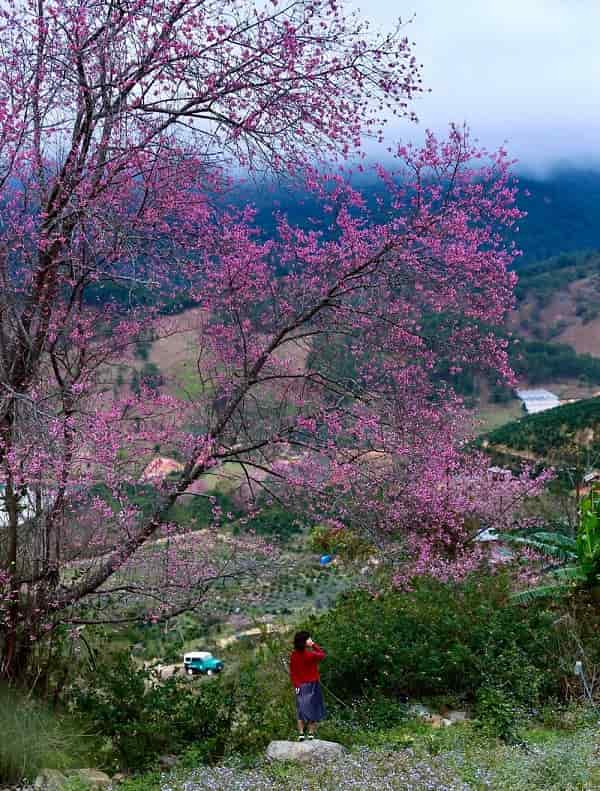 mong-dao-nguyen-da-lat-3-min