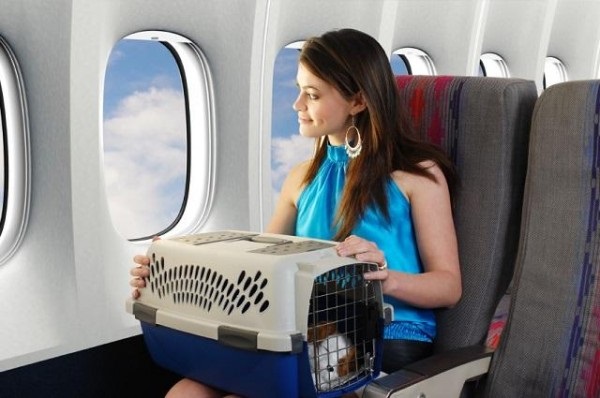 dich-vu-sky-pet-vj