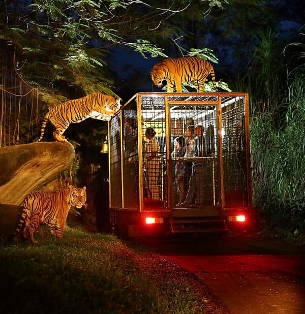 night-safari-singapore-min