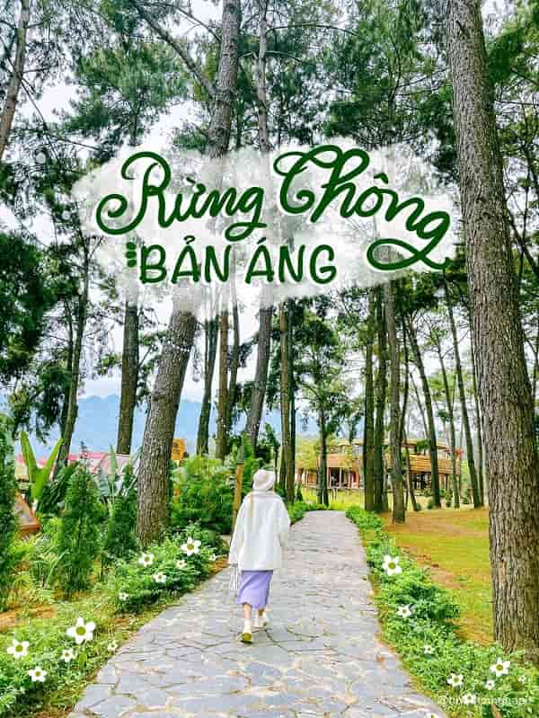 rung-thong-ban-ang-min