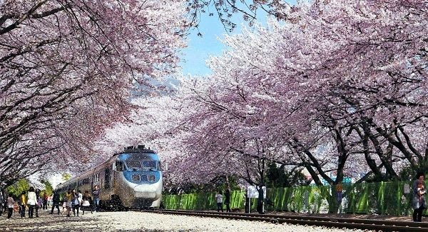 tpho-jinhae