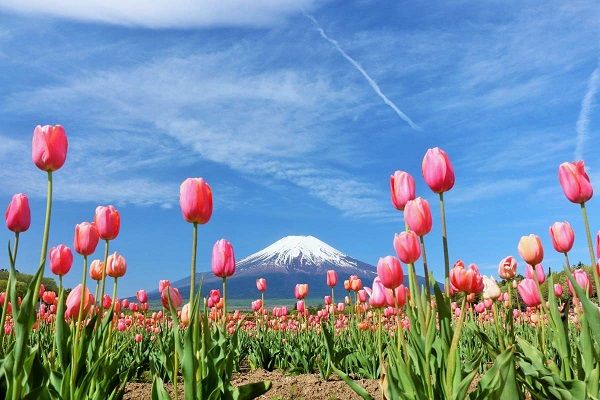 vuon-hoa-tulip-nhat-ban
