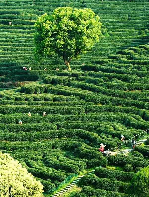 don-dien-tra-long-tinh-hang-chau