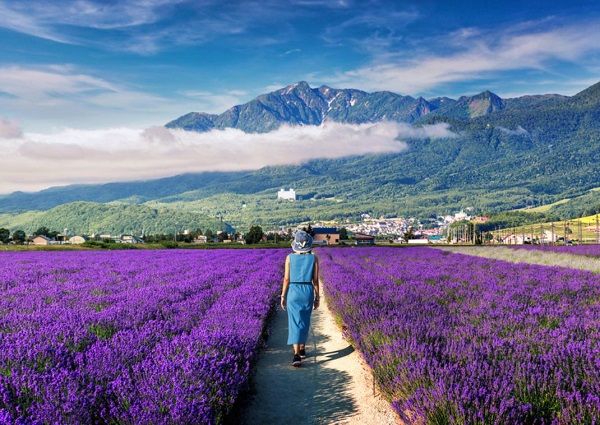 Hè này, lên kế hoạch khám phá Hokkaido (Nhật Bản)!
