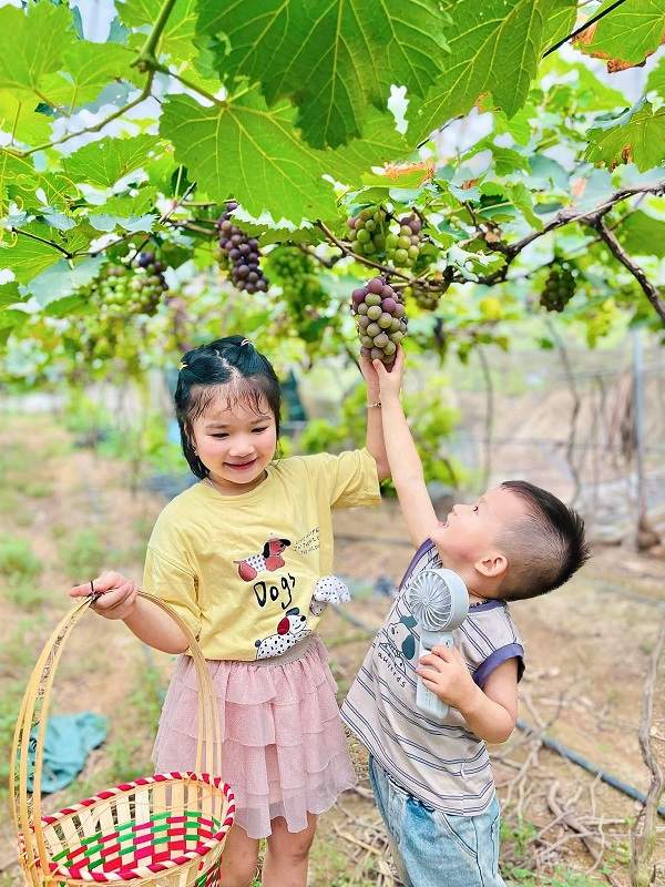 Trải nghiệm hái nho ở Bắc Ninh: 3 vườn nho nổi tiếng nhất cho team mê xê dịch