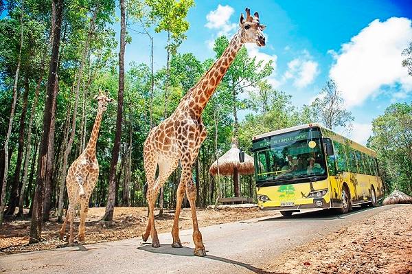 safari-phuquoc