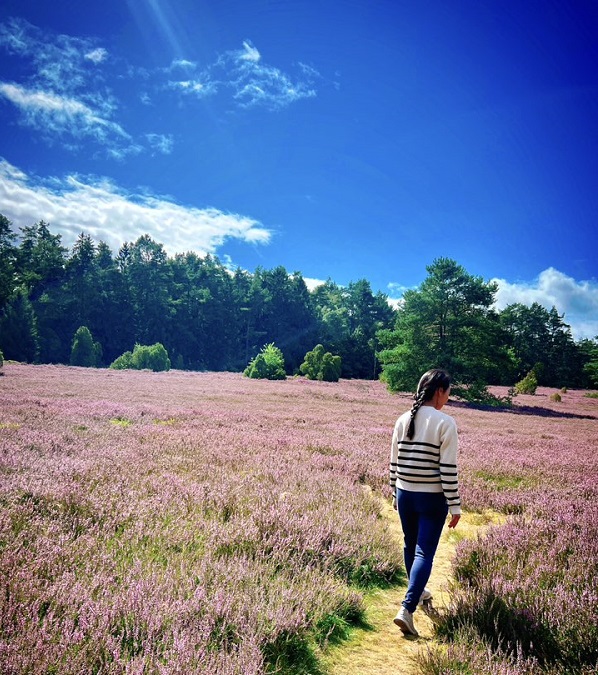 Đến với mùa hoa heide tuyệt đẹp tại Lueneburger Heide (Đức) 