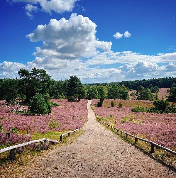 Lueneburger-Heide-4