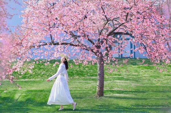 vuon-bach-thao-than-son