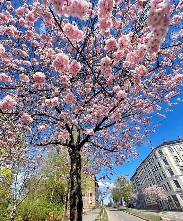 Loạt trải nghiệm hấp dẫn khi đến với Na Uy vào mùa xuân