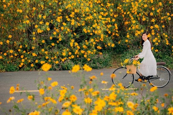 3 địa điểm ngắm hoa dã quỳ đẹp nhất: Bạn đã biết?