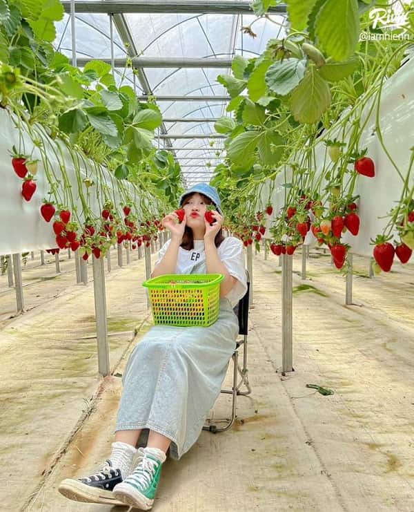 Thu hoạch nông sản theo mùa – trải nghiệm du lịch hấp dẫn nhiều du khách