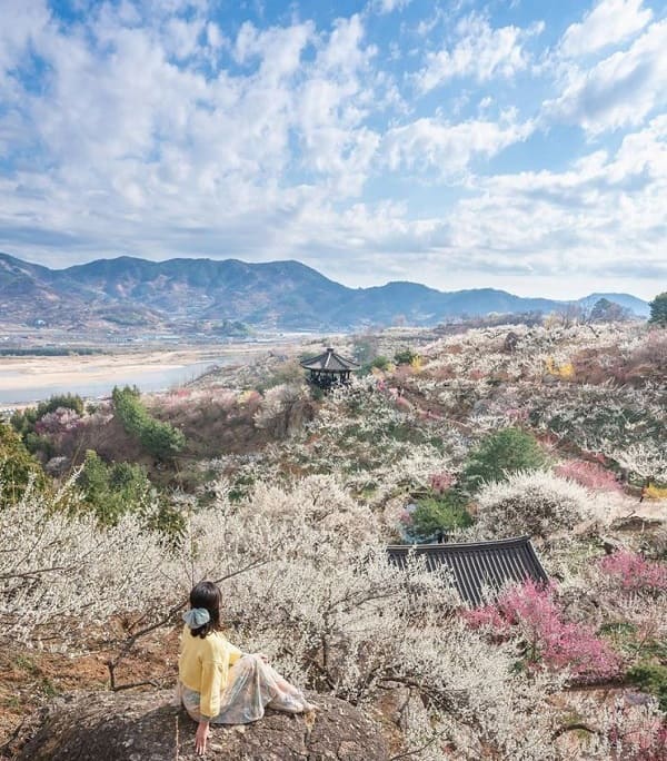 le-hoi-hoa-mo-Gwangyang