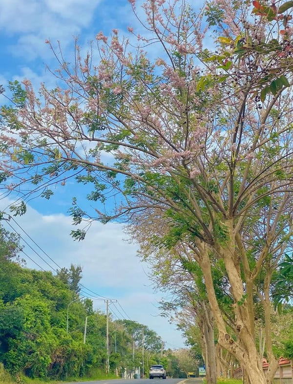 hoa-do-mai-vung-tau-2