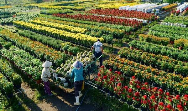 lang-hoa-sadec-dong-thap