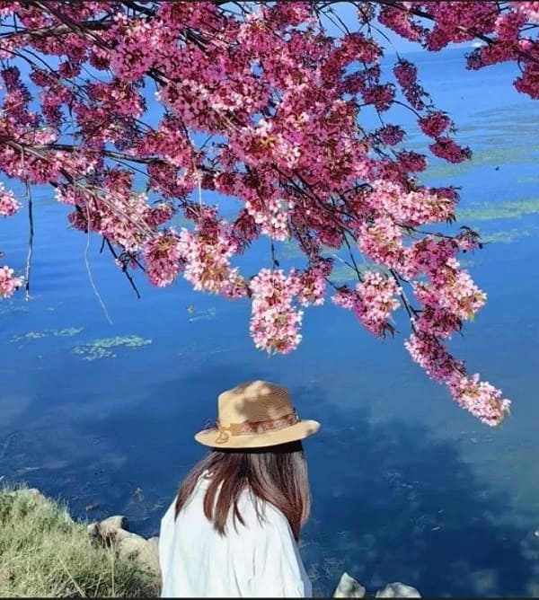 Cùng ngắm sắc xuân tươi đẹp tại những địa điểm ngắm anh đào ở Los Angeles