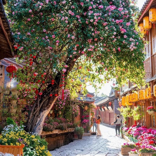 Đắm say sắc xuân thơ mộng và rực rỡ ở Lệ Giang (Trung Quốc)