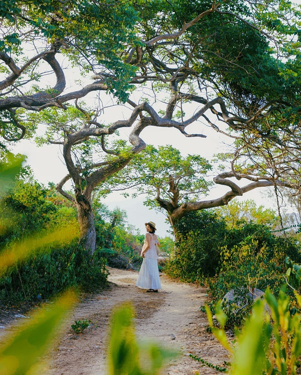 den-ninh-van-mua-he-3