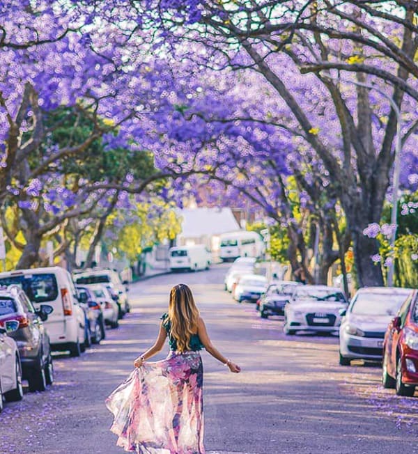 Đến với thủ đô Lisbon (Bồ Đào Nha) vào đúng mùa phượng tím