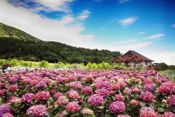 Tháng 6 ở Đài Bắc có trải nghiệm gì thú vị?