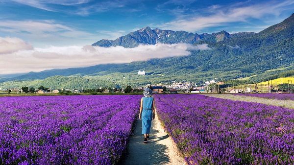 mua-hoa-lavender-nhat-ban