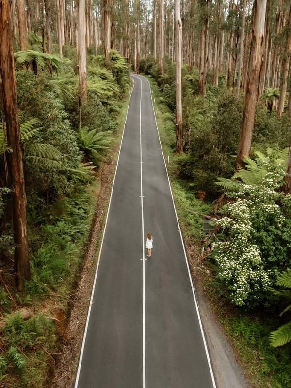 Công viên Quốc Gia Dandenong – điểm đến cho người yêu thiên nhiên tại Melbourne