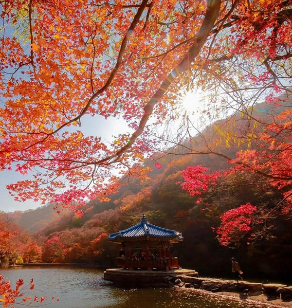 Naejangsan-mua-thu