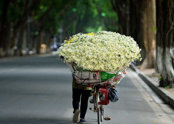 mua-cuc-hoa-mi-hanoi-thang-11